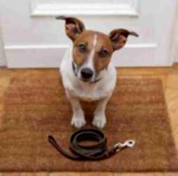 jack russell dog  waiting a the door at home with leather leash, ready to go for a walk with his owner