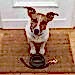 jack russell dog  waiting a the door at home with leather leash, ready to go for a walk with his owner
